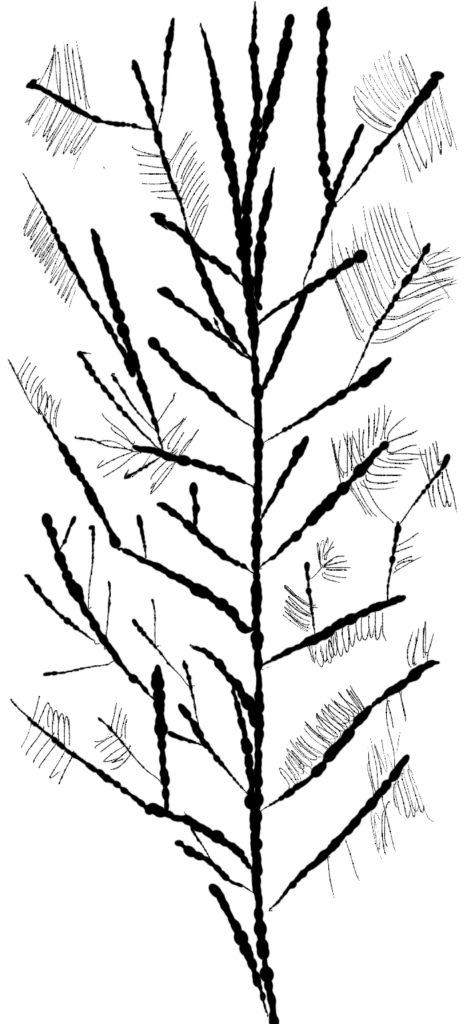 branches sepia flora