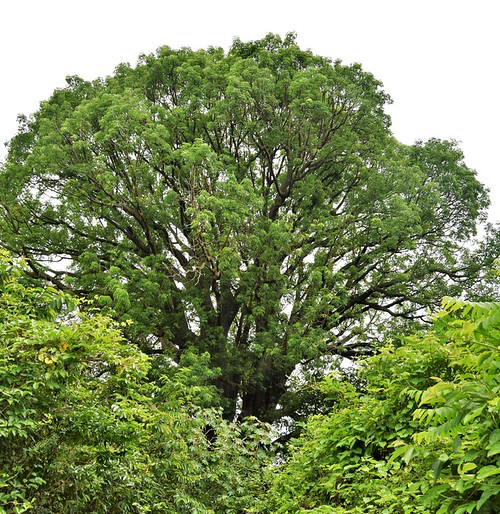 ceiba sepia flora