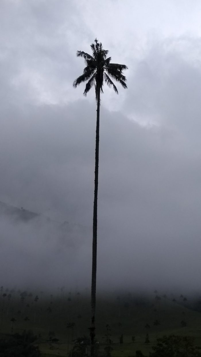 Colombia wax palm