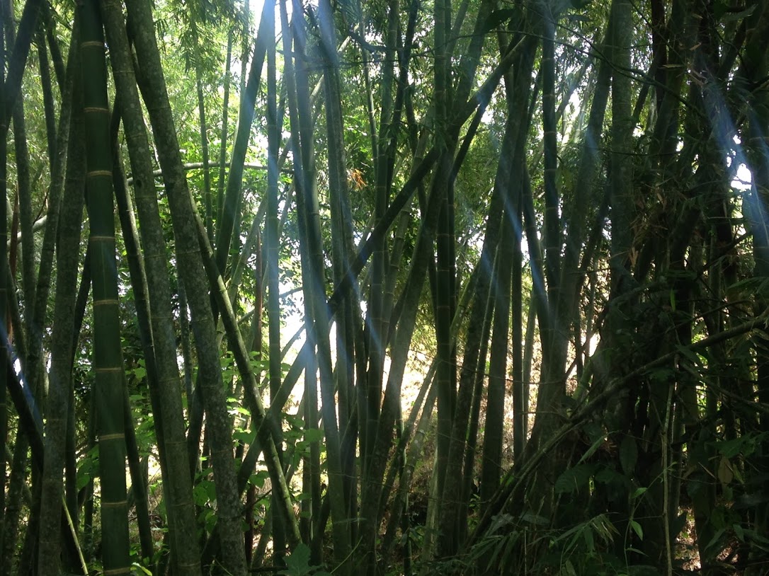 How to Practice Gratitude With Trees and Art - Sepia Flora